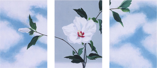 皐月の空、菖蒲